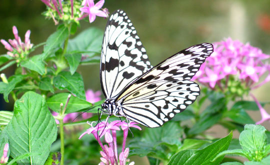 photo of large tree nymph butterfly