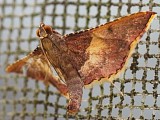 ウスベニトガリメイガ