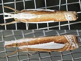 シロスジツトガ