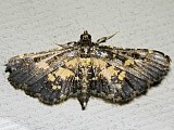 アヤナミノメイガ