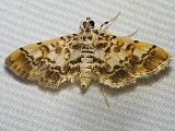 シロテンキノメイガ