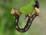 ハスオビエダシャクの幼虫