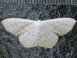 ウスキクロテンヒメシャク