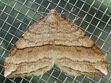 ナカオビアキナミシャク