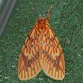 スジベニコケガ